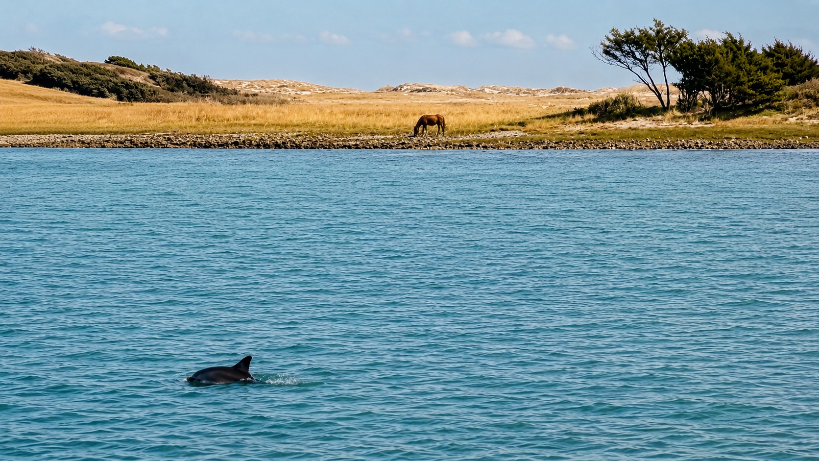 A dolphin swimming near a wild horse grazing along the shoreline