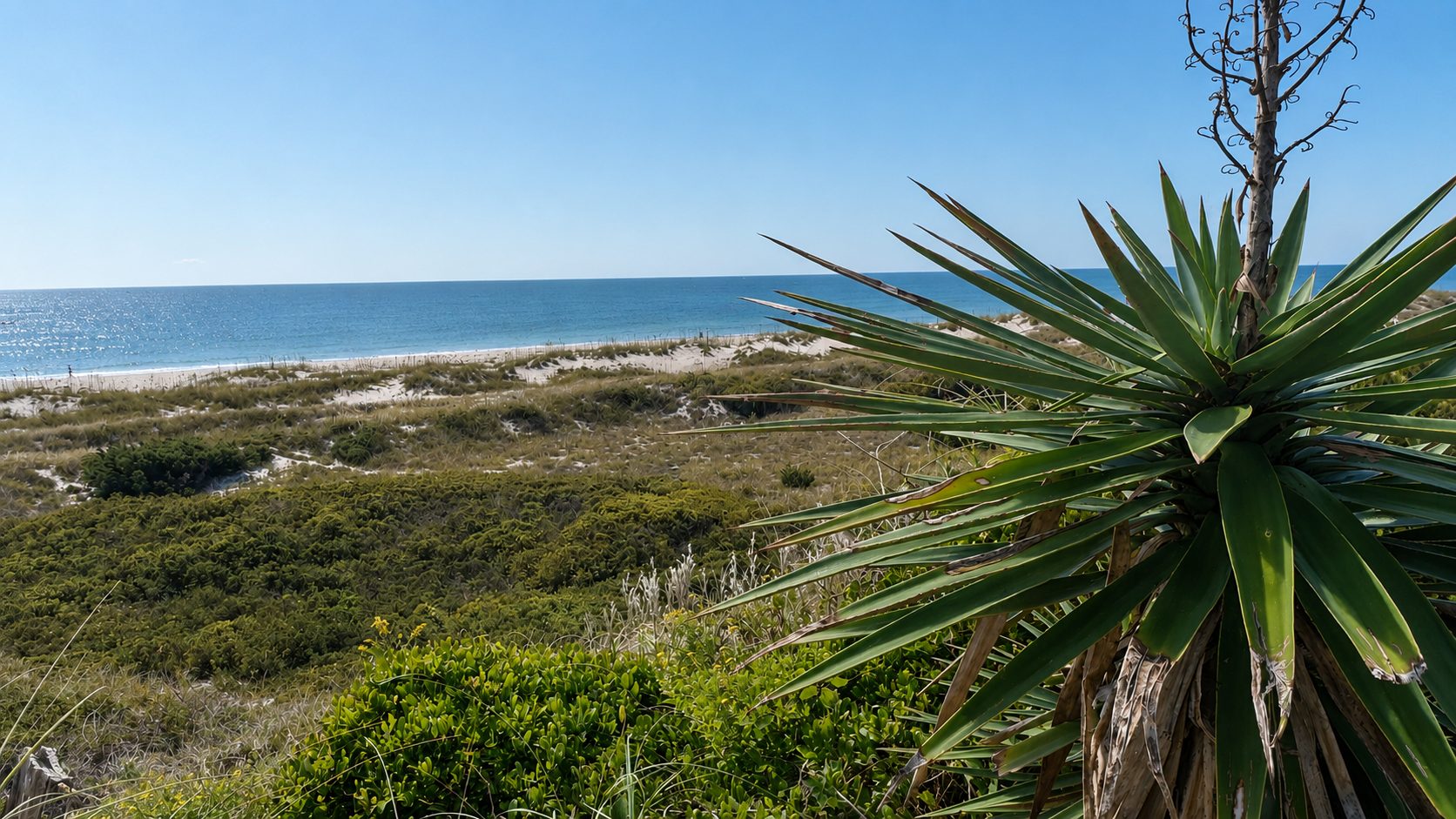 A yucca plant overlooking the beach at Fort Macon